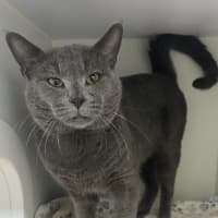 Photo of Roscoe