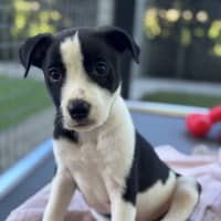 Photo of D1223 Lloyd