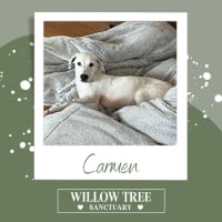 Photo of Carmen