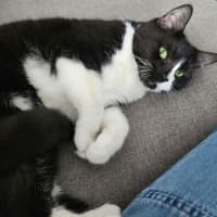 Photo of Dusty   In Foster Care In Ardeer