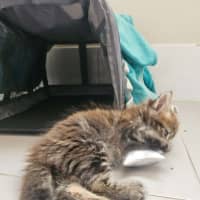 Photo of Rosa (Maisy)