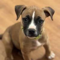 Photo of Maple