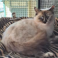 Photo of Daphne