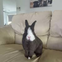 Photo of Biscoff / Biscuit