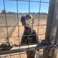 Photo of Dudley