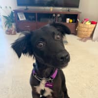 Photo of Piper
