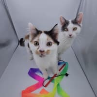 Photo of Mango & Sully