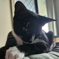 Photo of Frankenstein