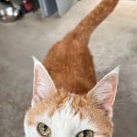 Photo of Marmalade