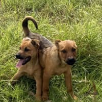 Photo of Jazz (Formerly Aza)