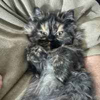 Photo of Pepper