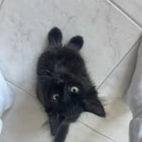 Photo of Charlie Meet Me@Petstock Keysborough Store 