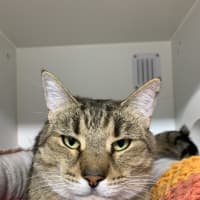 Photo of Oscar Meowy