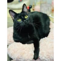 Photo of 12528   Sophia
