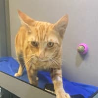 Photo of Bagel