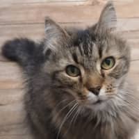 Photo of Whiskas