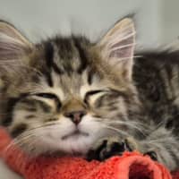 Photo of Sparky