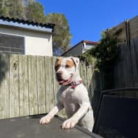 Photo of Dotti
