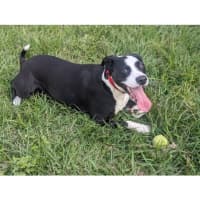 Photo of Roxy *$250 Adoption Fee*