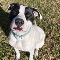 Photo of Tessa