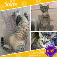 Photo of Storm