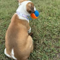 Photo of Bug   7 Week Old Cattle Dog X Staffy