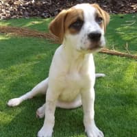 Photo of Peppa *$350 Adoption Fee* 