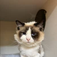 Photo of Odie