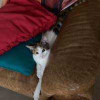 Photo of Blossom