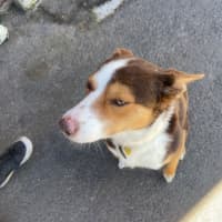Photo of Ace