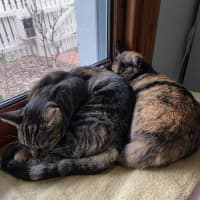 Photo of Dara   In Foster Care In Brunswick