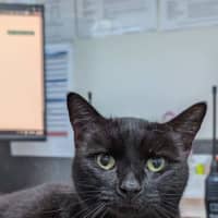 Photo of Freya