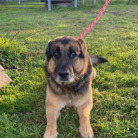 Photo of Hanshi