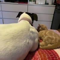 Photo of Simba   In Foster Care In Bentleigh East