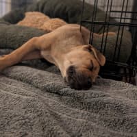 Photo of Dot