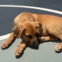 Photo of Kiki 🐶🌺🐶