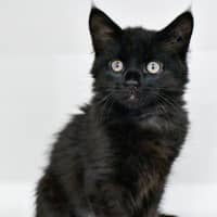 Photo of Catphrodite