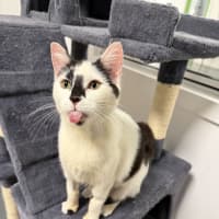 Photo of Minou (Was Little Girl)