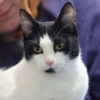 Photo of Suki