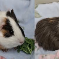 Photo of Fizz (Bonded To Fuzz)