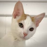 Photo of Chester