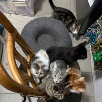 Photo of Joker **2nd Chance Cat Rescue**