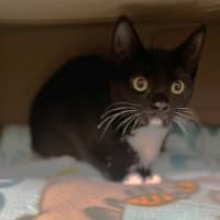 Photo of Rocket