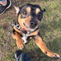 Photo of Aston (66761)