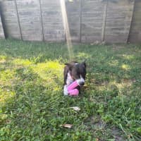 Photo of Stella   1 Year Old Kelpie X Staffy