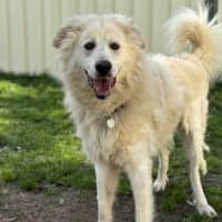 Photo of Buddy