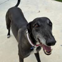 Photo of Angel The Greyhound