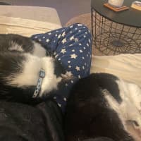 Photo of Puss
