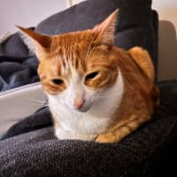 Photo of Ron Weasley 