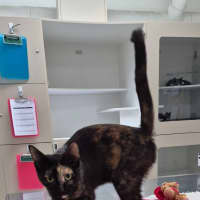 Photo of Reggie (8912)